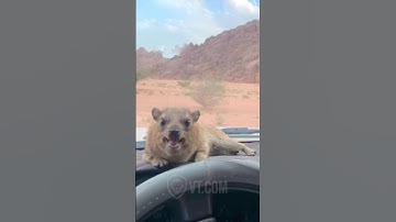 Somehow The Desert Stopped His Screaming 😡🤯