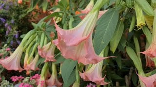 ¡Brugmansia! planta aromática de una floración abundante duradera dos veces al año 🏡