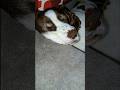 Sleepy, Snoring Puppy Dawgie so cute #akydg