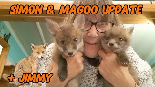 Update on these little loves ❤ #wildlife #fox #cuteanimals #cubs #viral #vlog #fyp #mylife