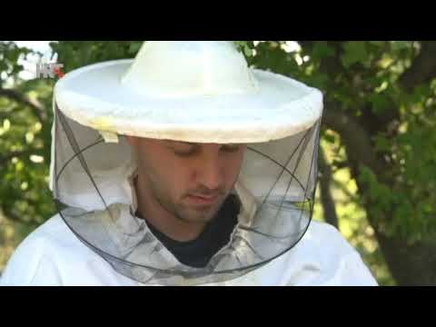 Video: Informacije o alžirskem bršljanu - kako skrbeti za alžirski bršljan na vrtu
