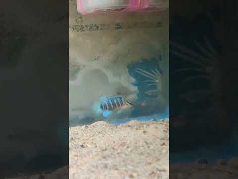 Very beautiful Blue Badis. caught. very big fish. #aquariumfish #fishing #মাছ
