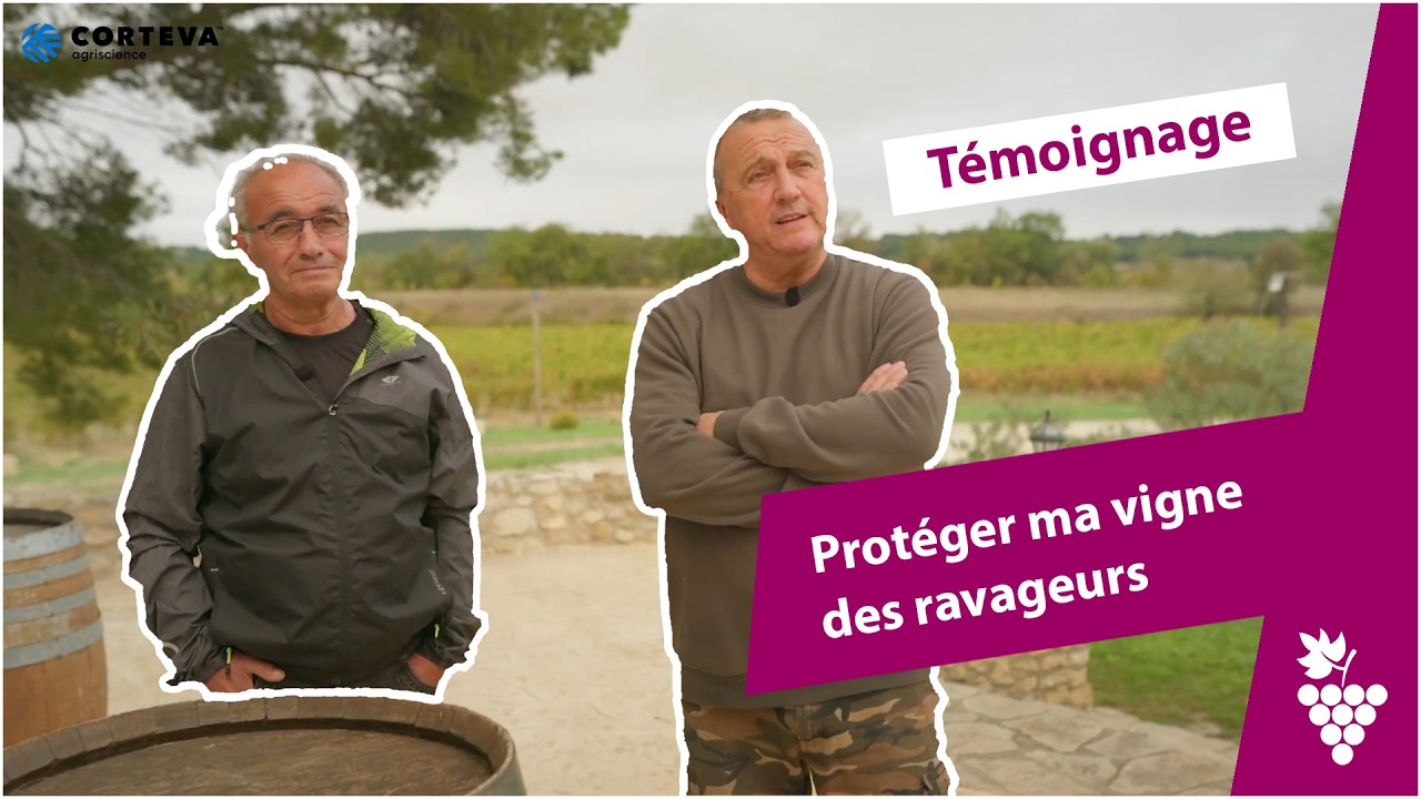 Ravageurs de la vigne : comment protéger efficacement son vignoble ?
