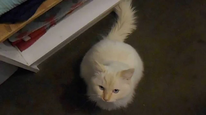 Watch the video about Cutest Ragdoll kitten says good morning