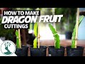 How to Make Dragon Fruit Cutting | SUPER EASY! - Propagating Dragon Fruit From Cuttings