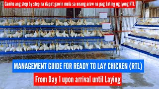 Celebrity Management guide for ready to Lay Chicken (RTL) from day 1 upon arrival until laying Net Worth
