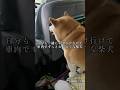 特等席に座れて満足そうでした#柴犬の日常#柴犬の癒し#しばいぬ#いぬのきもち#doglife#shibainu