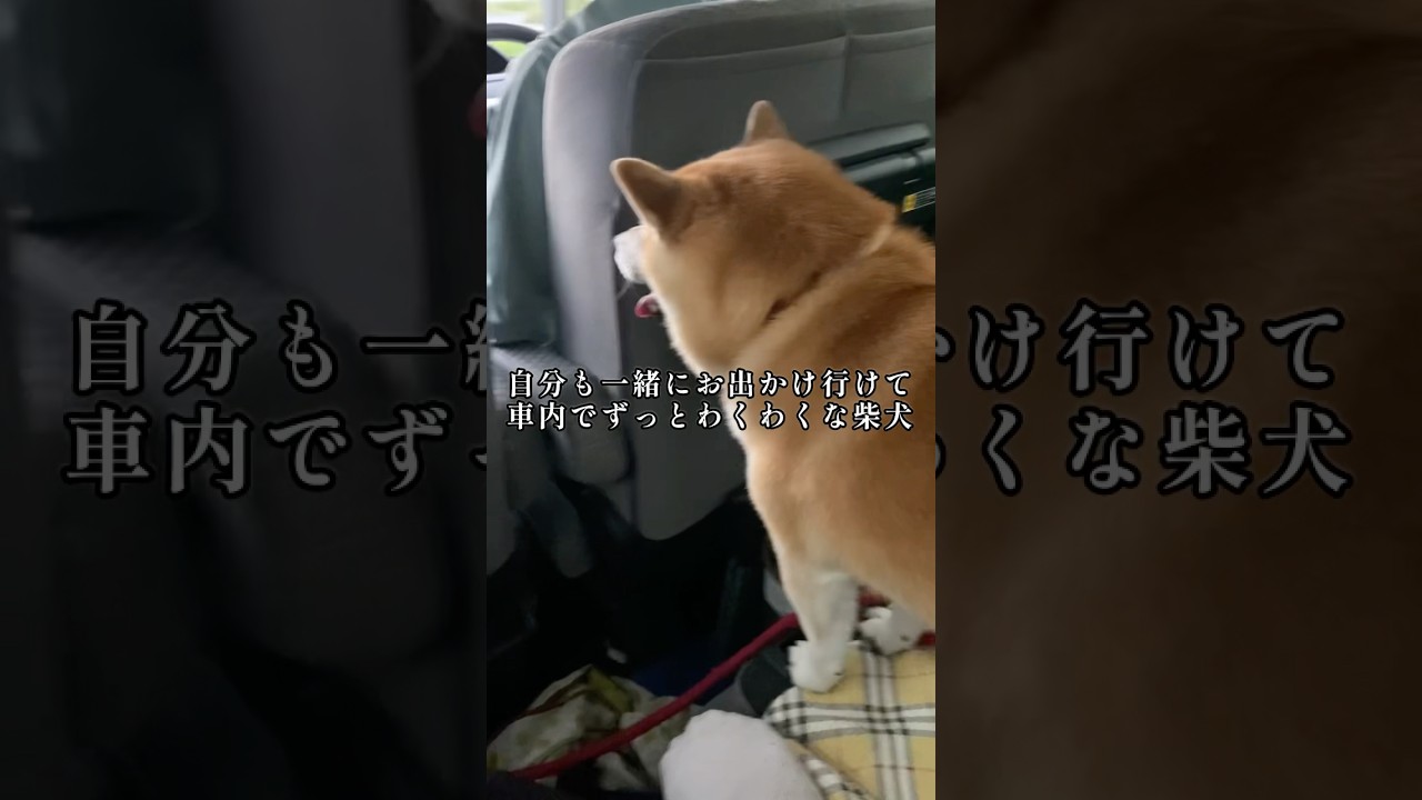 特等席に座れて満足そうでした#柴犬の日常#柴犬の癒し#しばいぬ#いぬのきもち#doglife#shibainu