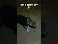 see how hunter got scared 😂#doglove #doggielife #dog #pets #dogcoach #dogshorts #goldenretriever