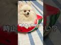 時が止まってる犬