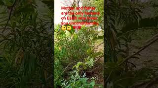 Download Lagu #reels #music #viralreels#shorts #trending #nat #india #love #hindi there vaste falak Vicky Sara ali MP3