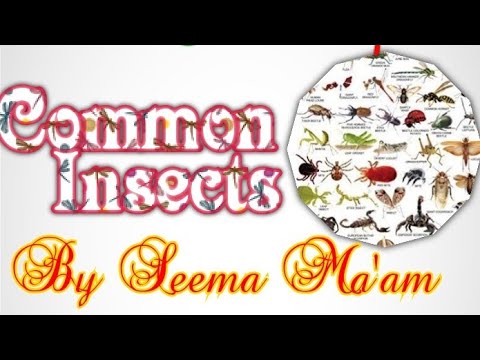 Class 3 Science Insects Class 3 Science Chapter-4 Common Insects - YouTube