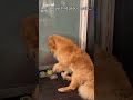 The Funniest Pets Of The Week Are Back!