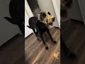 The Funniest Pets Of The Week Are Back!