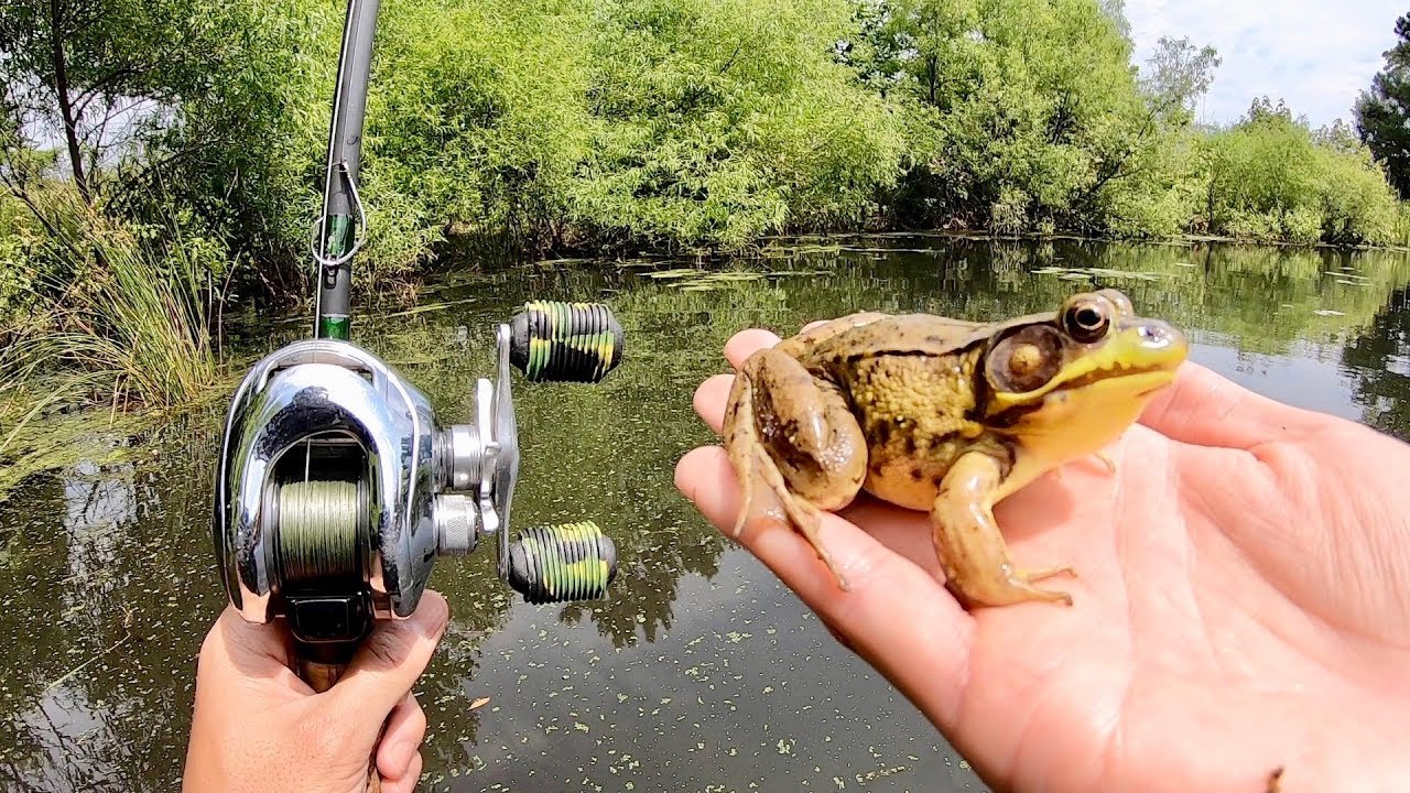 EXPERIMENT: FISHING WITH LIVE FROGS!!! (Surprising Results) 