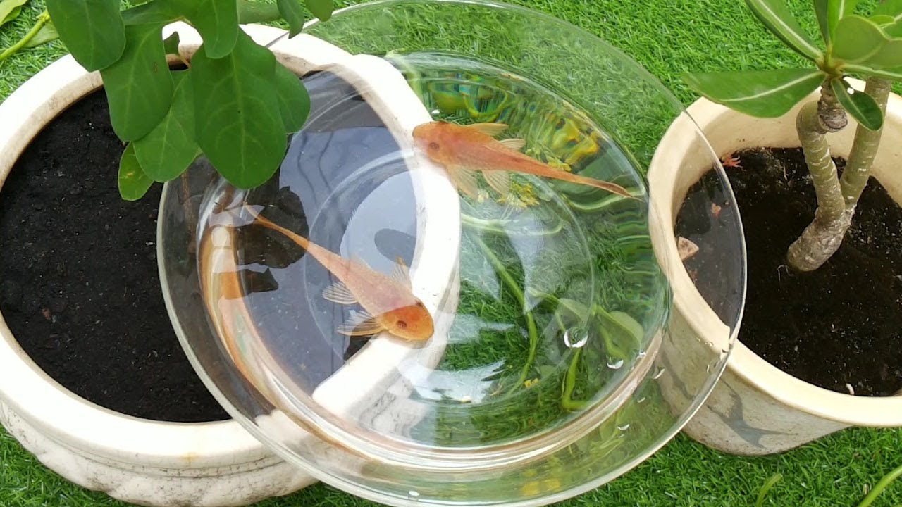 Suckermouth catfish Glass Cleaning Fish YouTube