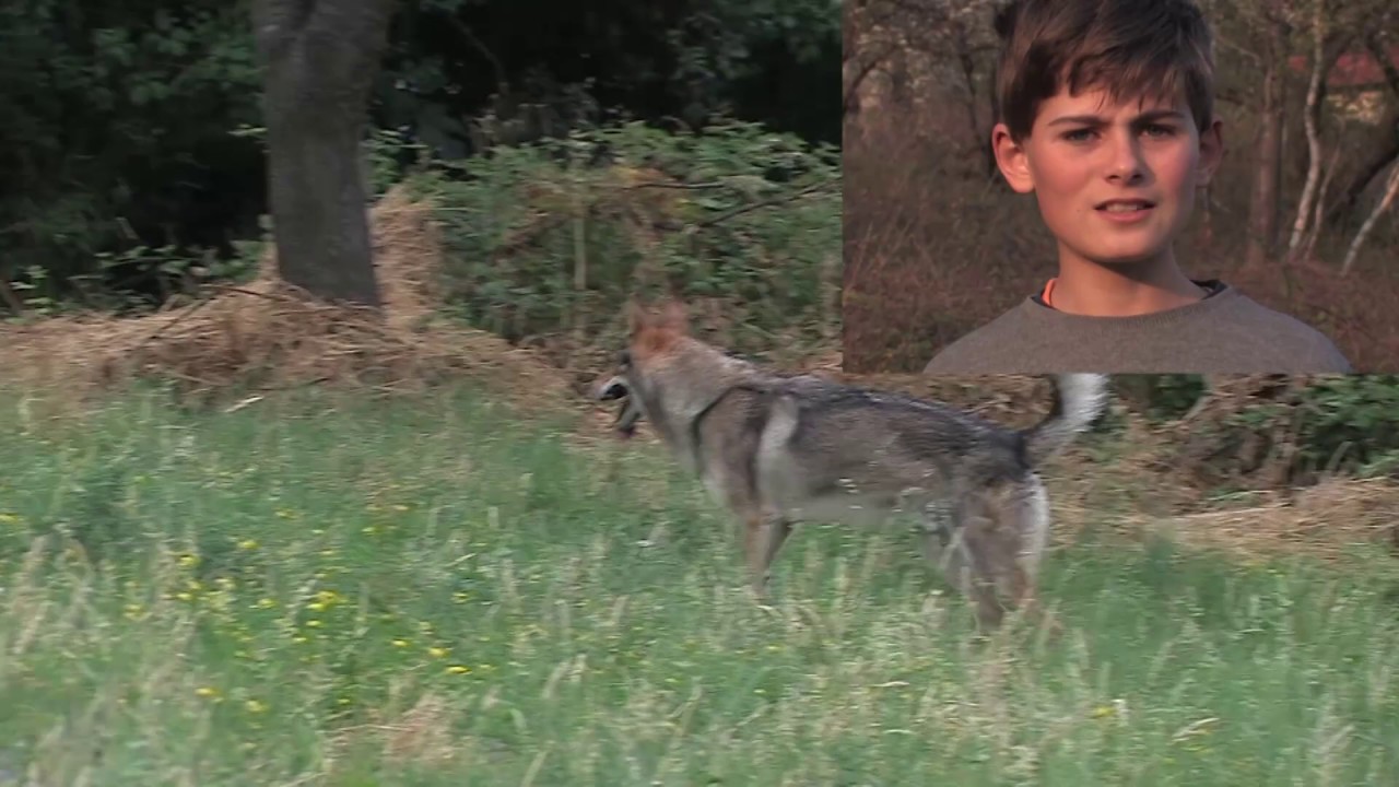 lupo cecoslovacco vs cinghiali