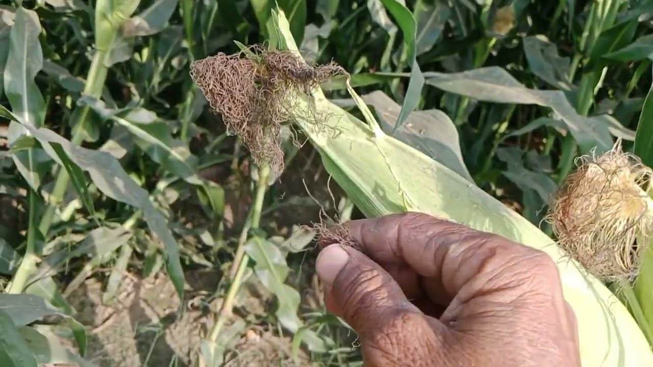 Aik  chali  ke 3 ,3 sarr(maiz corn each plant having three heads