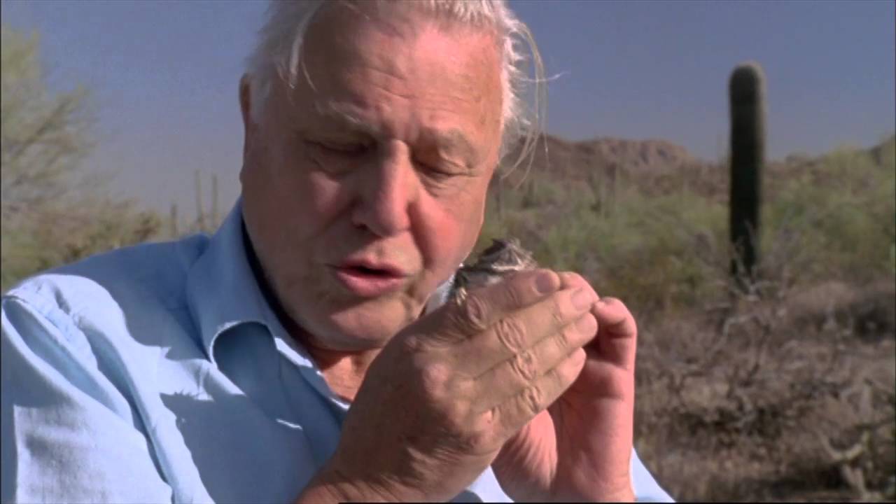 Sir David Attenborough: Meilensteine des Naturfilms auf DVD - Trailer [HD] Deutsch / German