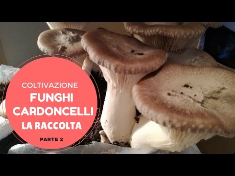 Funghi cardoncelli - La raccolta