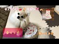 【犬服】さくらんぼとリボンの春ワンピ作ってみた