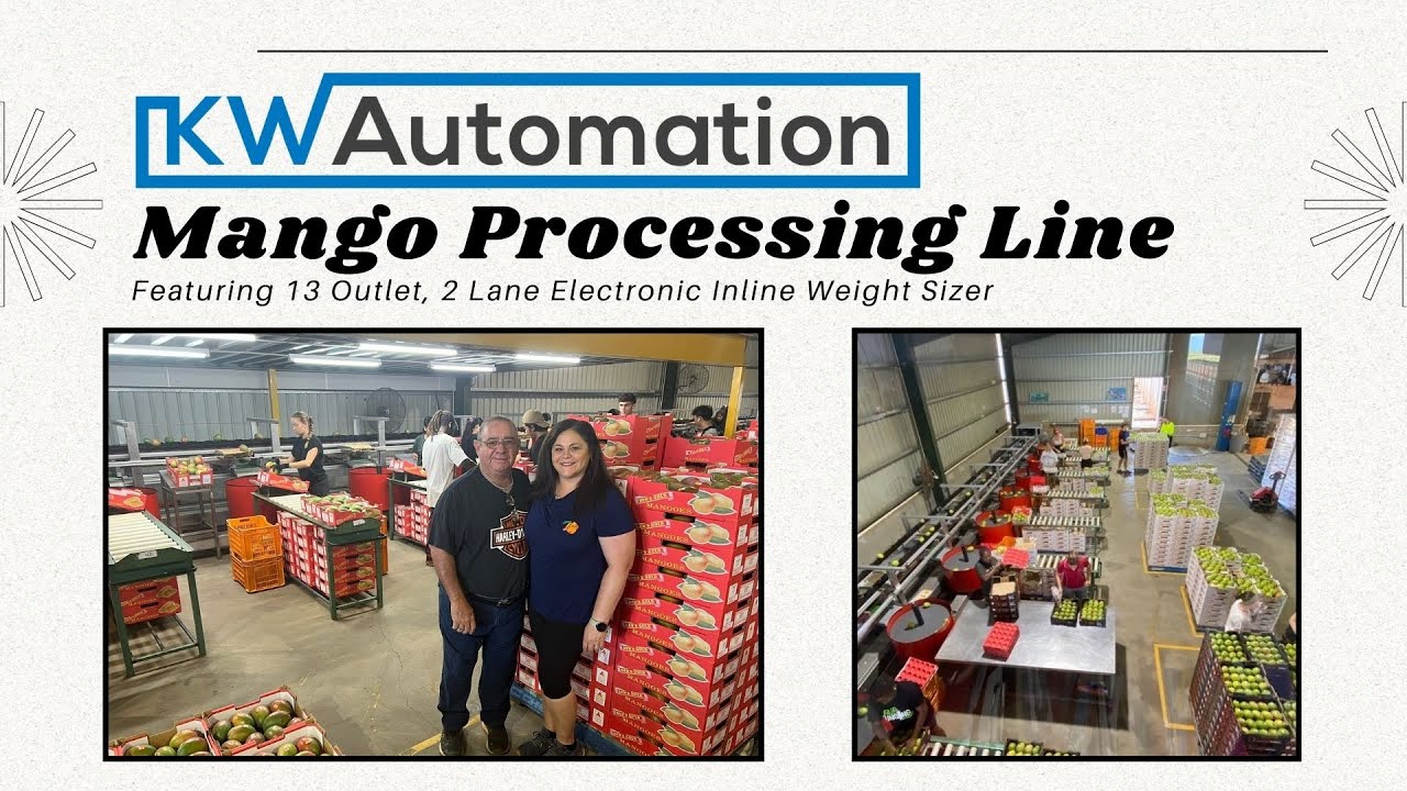Mango Processing Line W/ 2 Lane Inline Electronic Weight Sizer - KW Automation