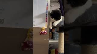 Funny Pets | 2024😂 Funny Dogs And Funny Cats Videos 🐱 🐕 😄 #113