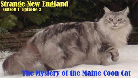 Cosa dare da mangiare al Maine Coon?