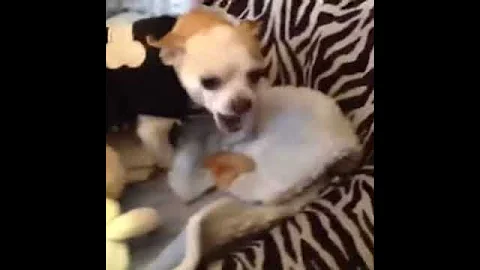 Chihuahua angry