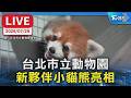 台北市立動物園  新夥伴小貓熊亮相
