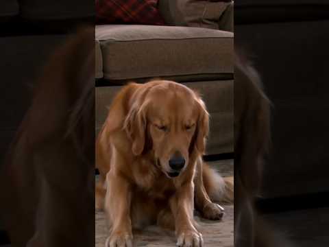 Chief & Champ: The Nod