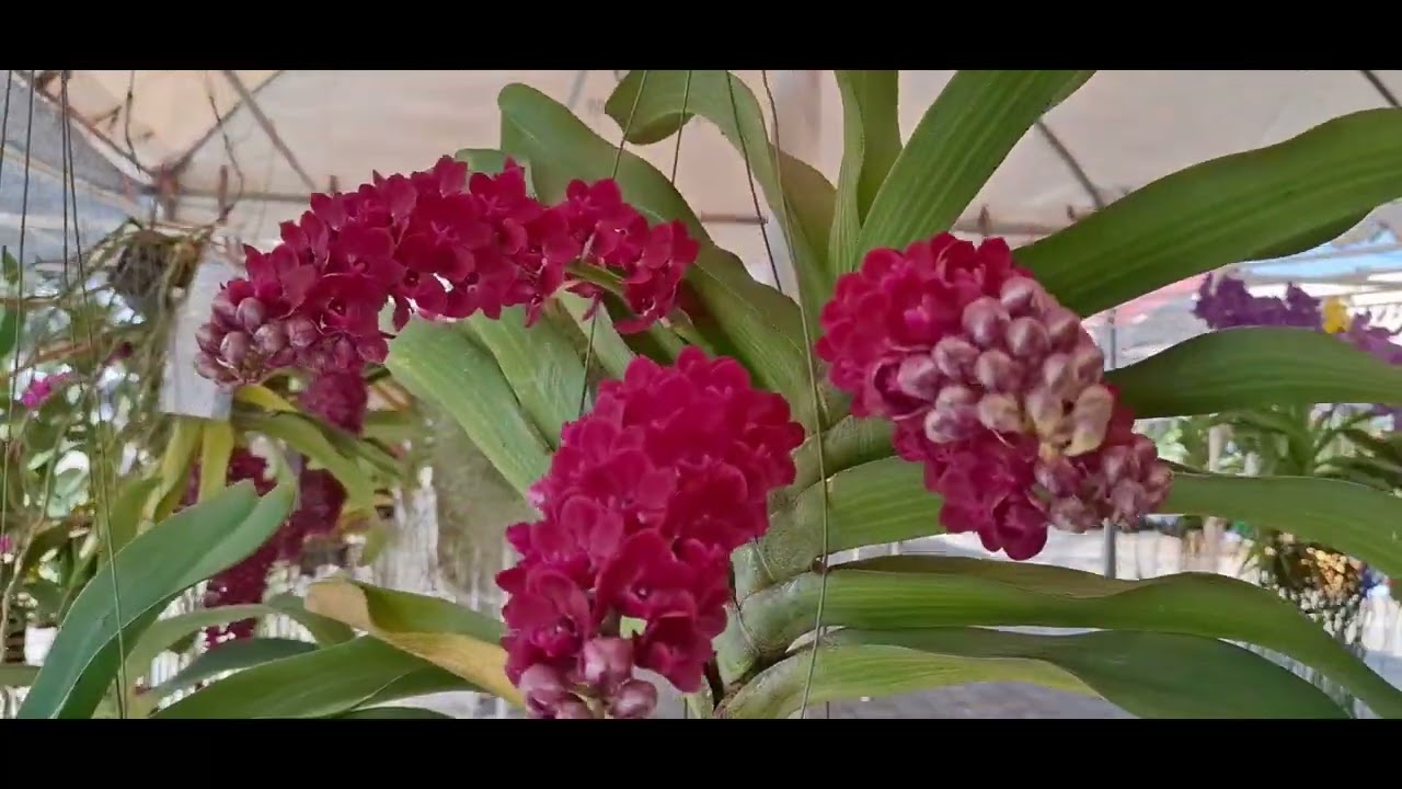 เที่ยวชมงานประกวดกล้วยไม้ “งานเกษตรสุรนารี'68 ณ มหาวิทยาลัยเทคโนโลยีสุรนารี ”EP.59