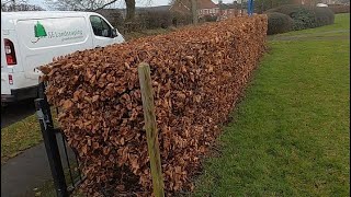 HEDGE PRUNING OVERGROWN BEECH HEDGE | HIRING EQUIPMENT | GRASS CUTTING NEARLY HERE
