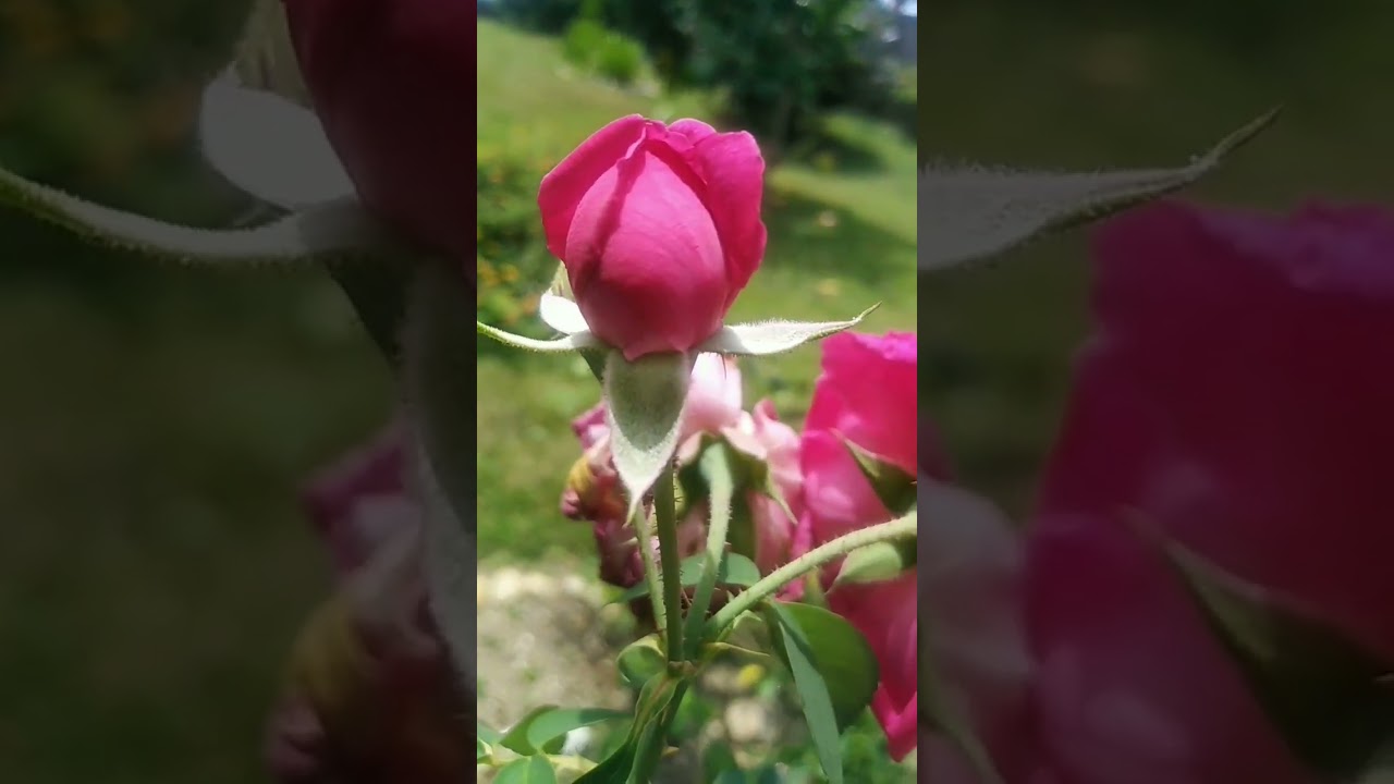 Pink Rose Flower 