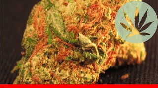 Master Yoda - All About This Strain