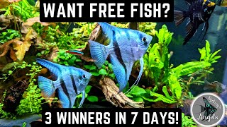 WANT FREE FISH? I WILL SELECT 3 WINNERS! Click Here to Participate! (FISH ROOM UPDATE) by Sydney's Angels and Bennett's Rainbows 1,026 views 1 year ago 9 minutes, 26 seconds