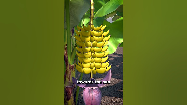 Why Bananas Are Curved 🤔