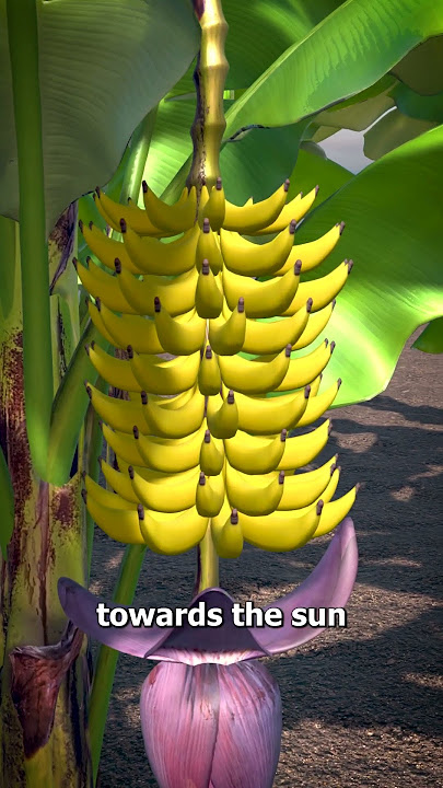 Why Bananas Are Curved 🤔