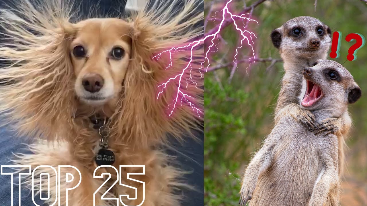 25 Fascinating Animal Facts That Will Blow Your Mind! - YouTube