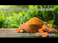 घर पर हल्दी कैसे उगायें |औषधीय पौधा गमलों में उगायें .@evergreengarden2318
