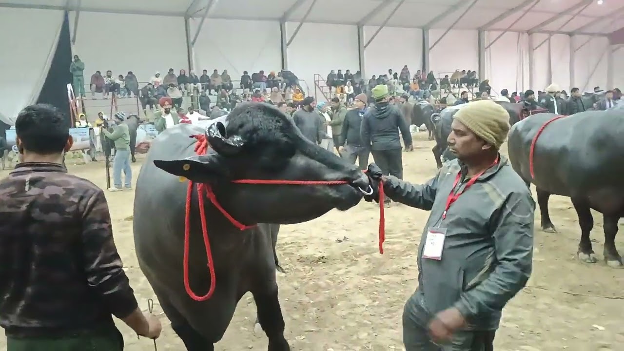 डीएफए कुरुक्षेत्र (झोटा) का फाइनल रिंग लेट ईवनिंग