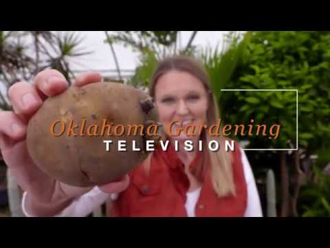 Video: Growing Potatoes From Seeds, Planting Seedlings