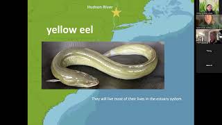 Eel Project Informational Webinar, Hannacroix Creek 2026