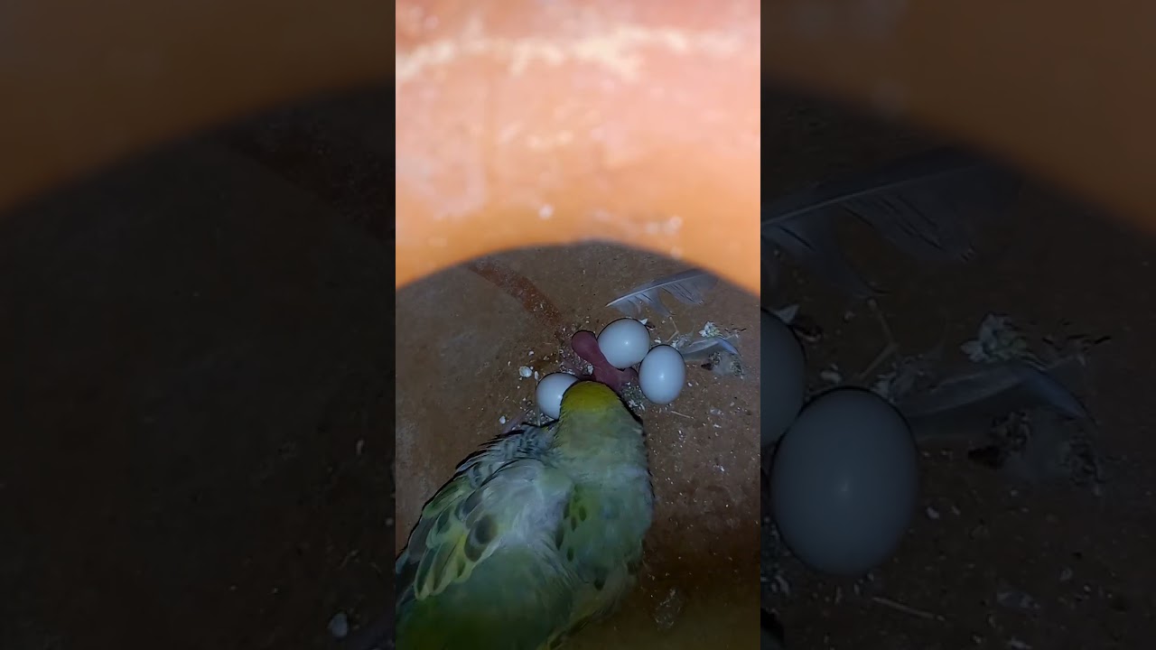 Baazigar bed hatching baby 