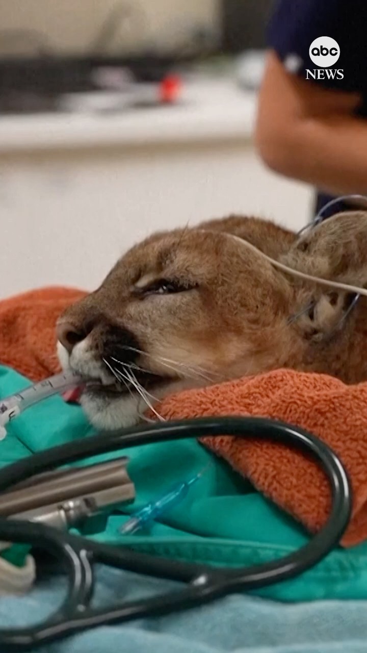 California mountain lion returns to the wild after recovering from injury
