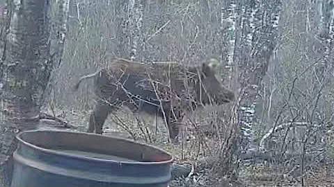 MANITOBA wild boar trail camera