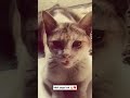 pagal cat...😂🤣 #video #viral
