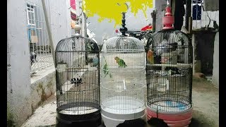 HINDARI!!! 3 KEBIASAAN INI DALAM MERAWAT BURUNG LOVEBIRD