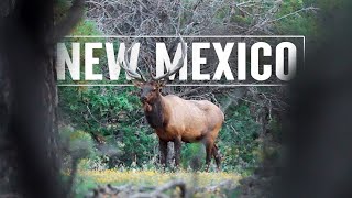 Bowhunting BULL ELK in New Mexico (Bugling Action!!)