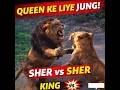 #wildlife #lion #fighting #animals